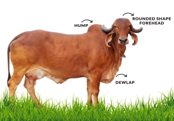 Real Or Powder Milk