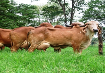 Real Or Powder Milk