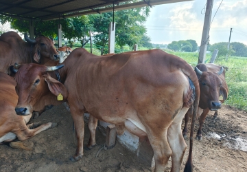 Real Or Powder Milk