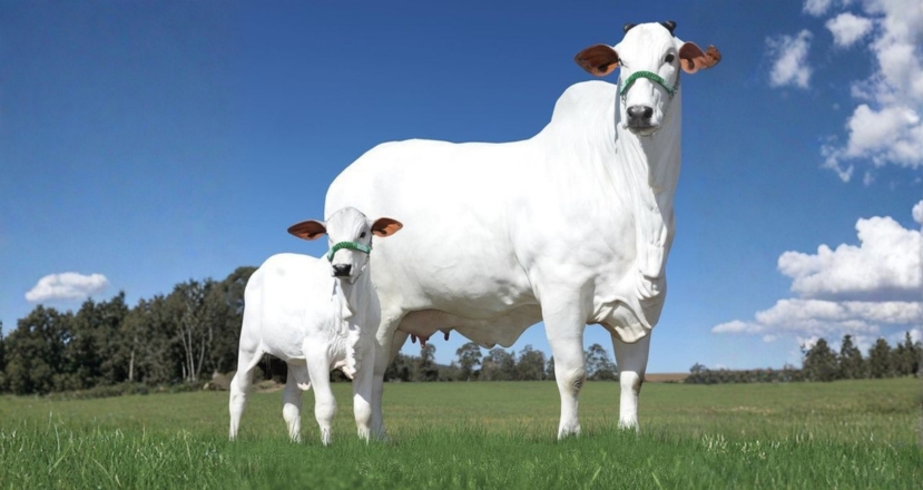 Tharparkar Cow Milk Jaipur