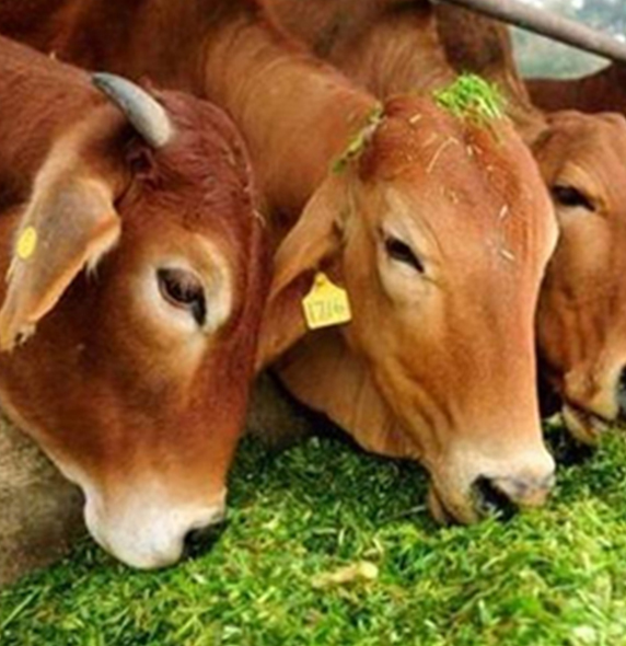 A2 Gir Cow Milk