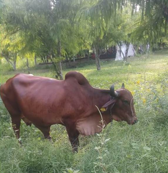 A2 Gir Cow Milk
