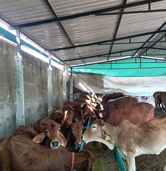 A2 Gir Cow Milk