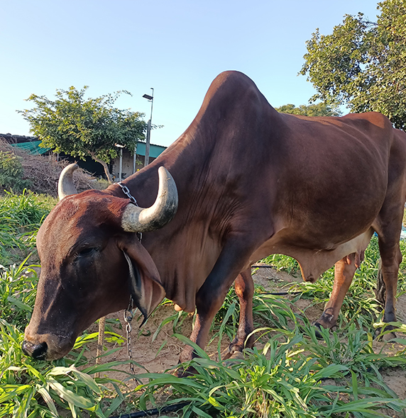 A2 Gir Cow Milk